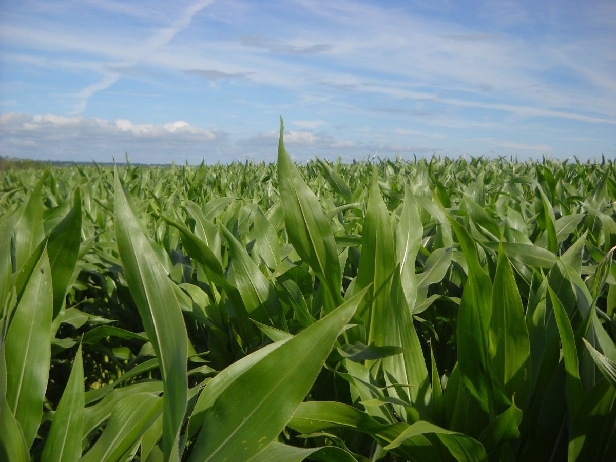 corn_fields_agriculture-1090443